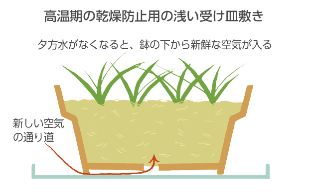 1cmくらいの浅い受け皿なら、水がたくさん溜まらずにすみ、半日くらいで水がなくなるので、鉢に青ゴケもつかず、鉢の温度が高くなるのを防ぐ効果がある