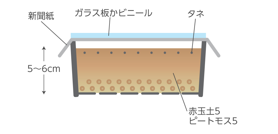 種が重ならないよう条まきかばらまきし、5mmくらい覆土する。発芽するまでは新聞紙やガラス板などで覆い保温保湿する