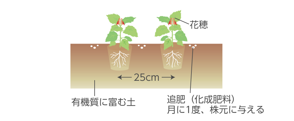 ポットの底まで根がまわったら、よく土ごしらえした場所に深植えにならないよう注意して定植する