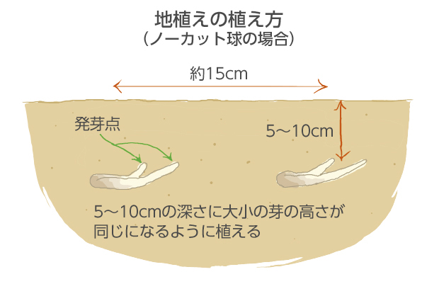 植えた球根を横から見た図