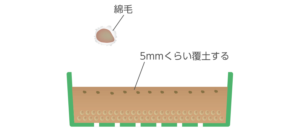 綿毛に覆われた種は、湿った砂と一緒にもんでからまくとよい。クリーンシードは綿毛を取り除いてあるので、そのまま筋まきできる