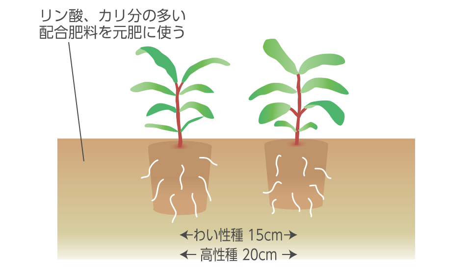 ポットの底まで根がまわったら定植する
