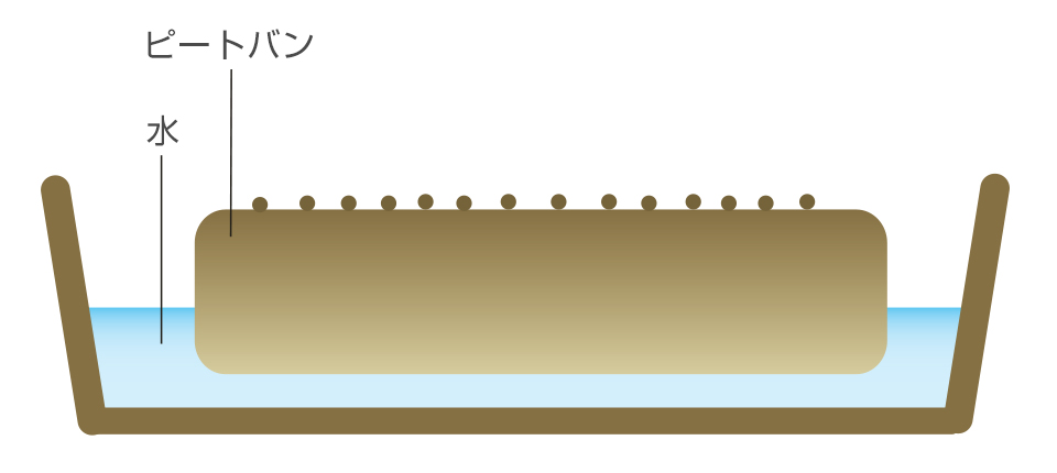 種はばらまきし、覆土はせず、水は底から吸わせる