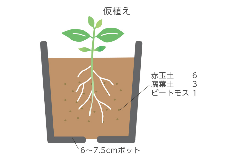 本葉が2～4枚ほど出たらポットに１本ずつ植える