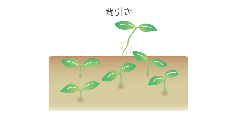 密に生えたところは間引き、苗を徒長させないようにする。
