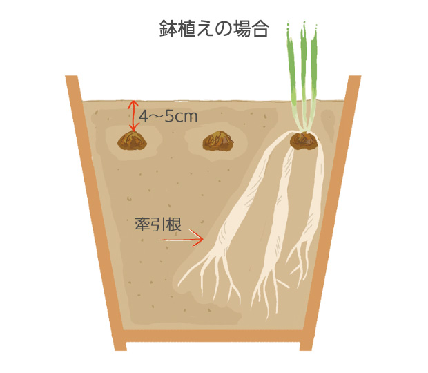 アヤメ科の球根は、球根の上の株のつけ根から牽引根（太い根）を出すので、やや深く植える牽引根は古い球根の上にできる新しい球根から出てくる根。根は株を倒れないように支え、のちに収縮し、新しい球根を地中に引っ張る役割をする。これにより、古い球根が植わっていた場所に新しい球根が戻る