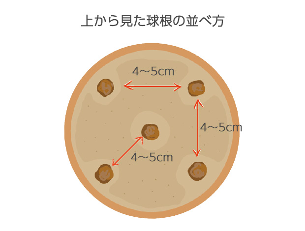 直径12～15cmの鉢に、5～7球植えとする