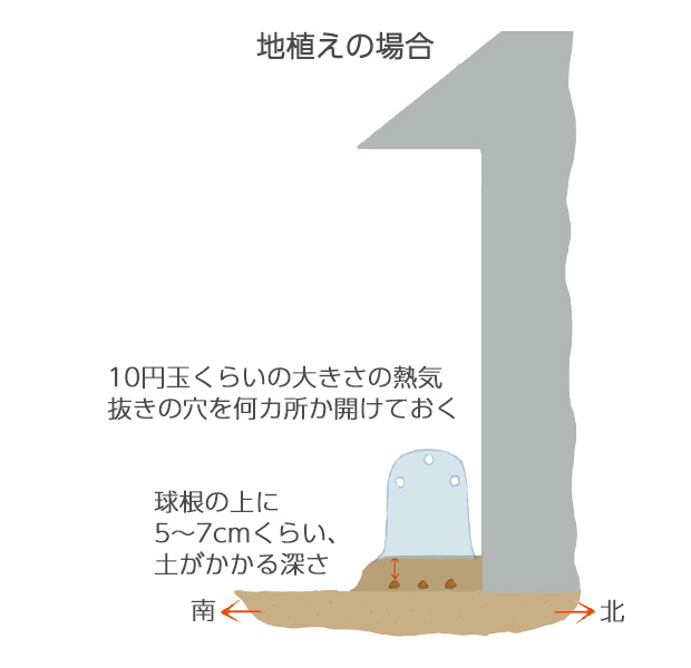 地植えの場合は、南向きの日当たりのよい、霜の当たらない軒下に植える12月下旬～2月中旬までの厳冬期のみ、ビニールをかけて凍害を防ぐと葉先が枯れずに済む