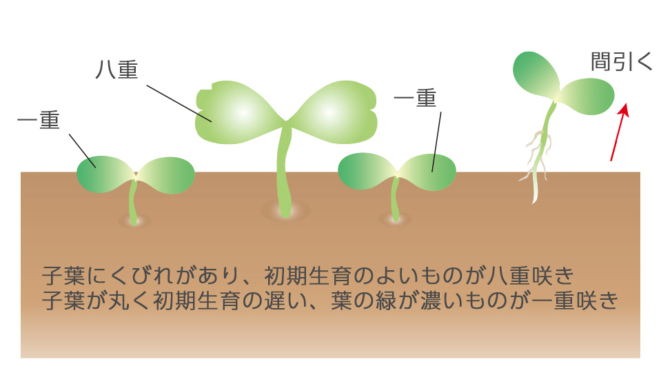 3～4日で発芽、10日くらいで八重咲きを残すように間引く