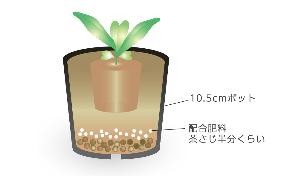 本葉2～4枚になり、ポットの底まで根がまわったら、10.5cmポットに植え替える。鉢底に肥料を入れておくとよい