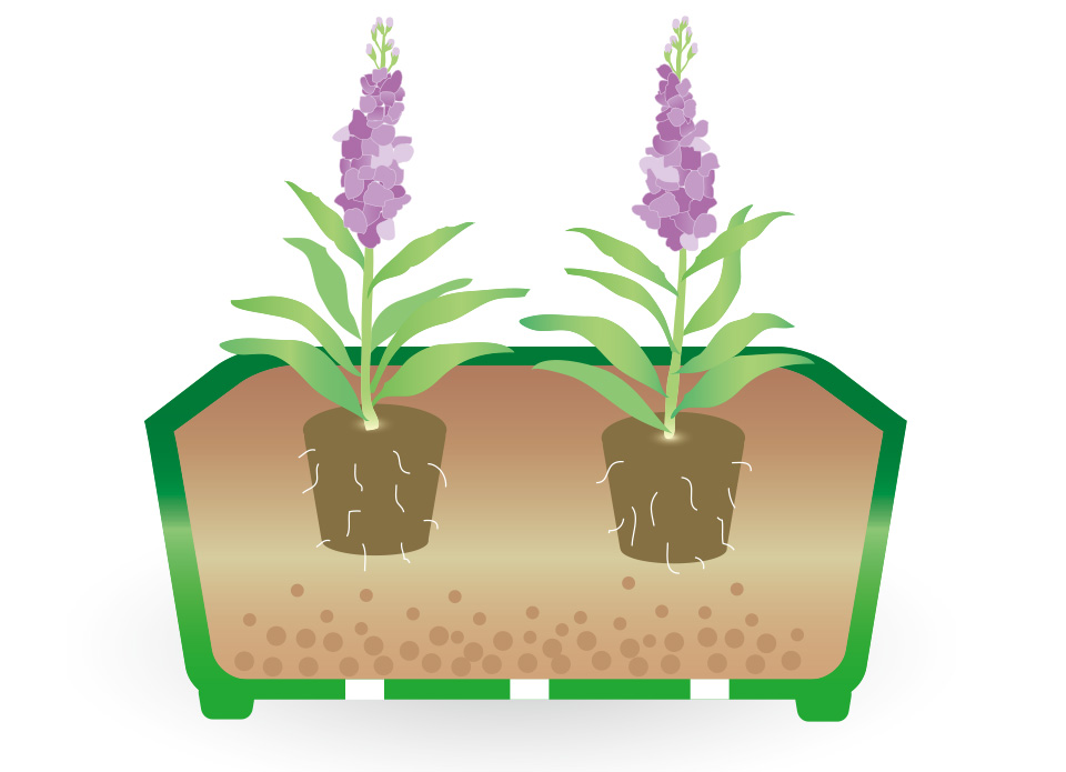 花が咲き出したら花色を見て定植する。葉が触れ合うほどの間隔に植える水はけのよい弱アルカリ性の配合土がよい。苦土石灰を混ぜて酸度矯正しておく