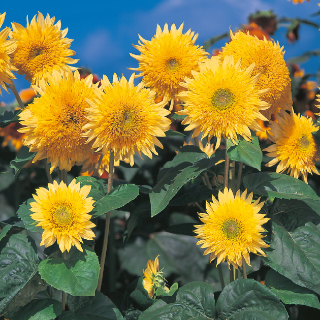 ヒマワリの育て方・栽培方法｜失敗しない栽培レッスン（草花）｜サカタ