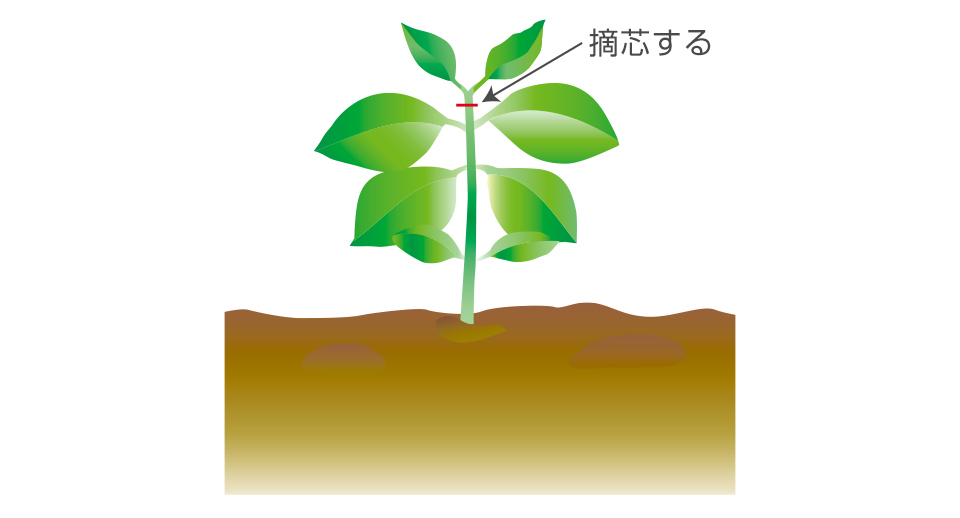 花壇用の品種は、小苗のうちに摘心してつくるとよい