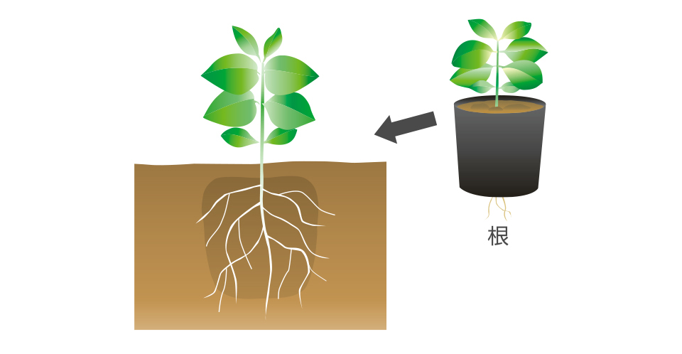 ポットの底に根が回ったら定植する。子葉が土に埋まらないように植えつける。追肥は、化成肥料を月に1度与える