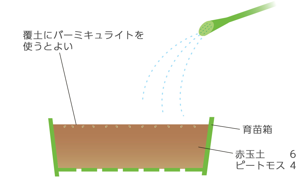種が隠れる程度に薄く覆土し、ジョロで静かに水をかける