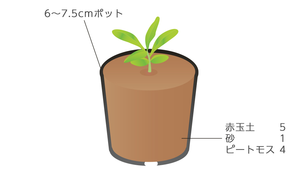 移植を嫌うので、本葉2～4枚の小苗のうちにポットに仮植する