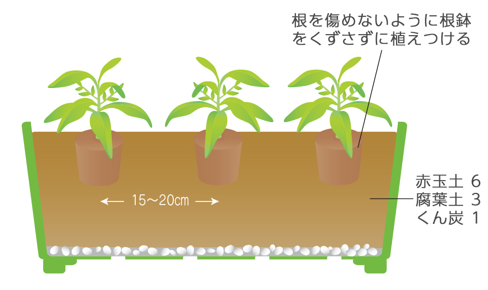 用土1リットルに苦土石灰小さじ1を混ぜ酸度を矯正しておく