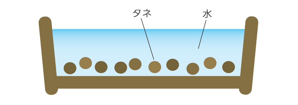 浅皿に水を張り、1晩吸水させてからまく