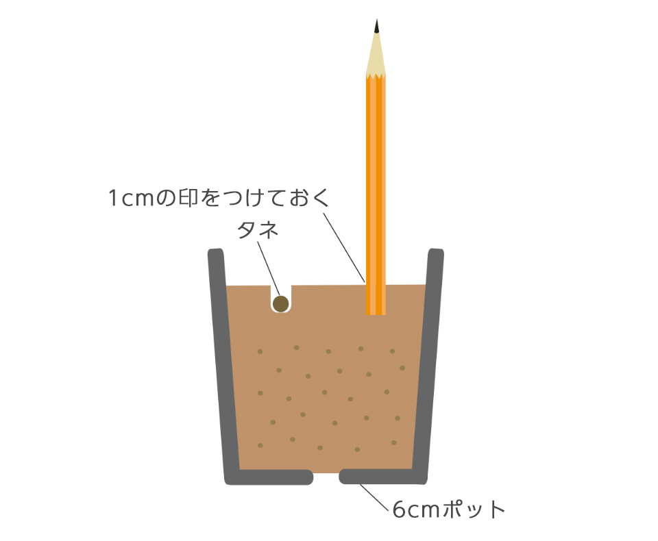 直まきで20～25cm間隔に2～3粒ずつ点まきする。まく場所が空いていない場合は、6cmポットに2～3粒ずつまき、1cmほど覆土する