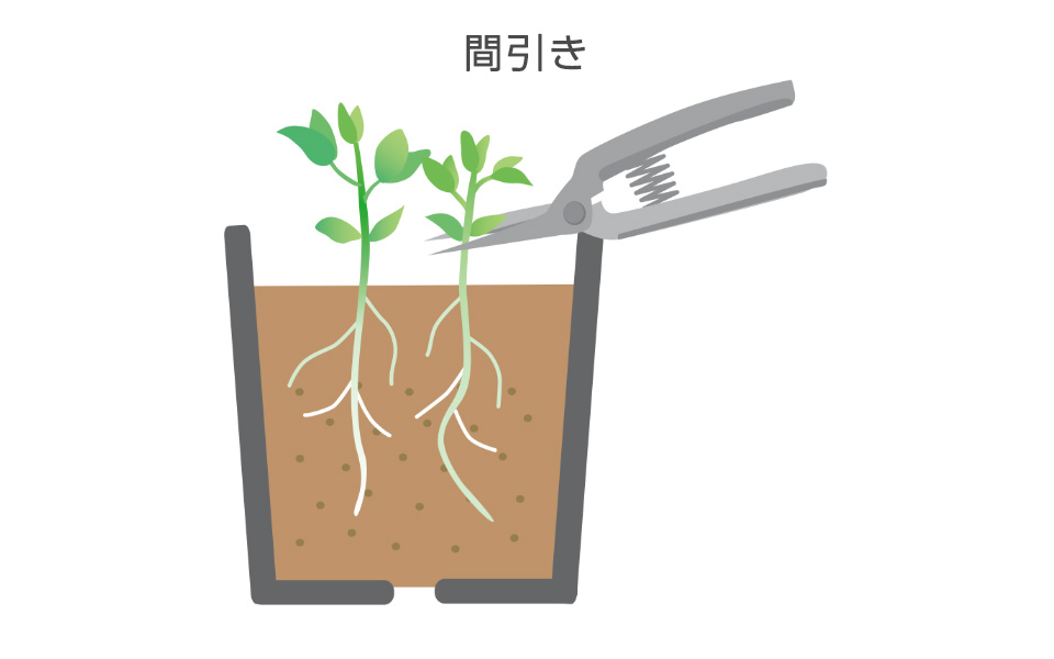 発芽後、間引いて1本にする。引き抜いて間引くと、残す株の根を傷める恐れがあるので、ハサミで地際から切る