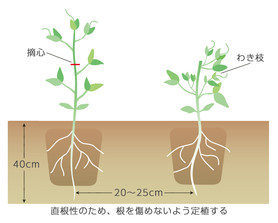 40cmぐらいの深さまでよく耕す。定植後1～2週間してから摘心してわき枝を出させる