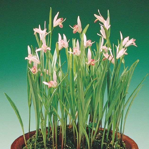 日本トキソウの育て方・栽培方法｜失敗しない栽培レッスン（草花