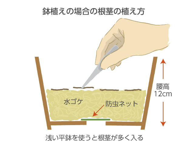 ピンセットなどで根茎を鉢の半分ほどの深さに並べる。その後、水ゴケを八分目くらいの深さまで敷き詰める