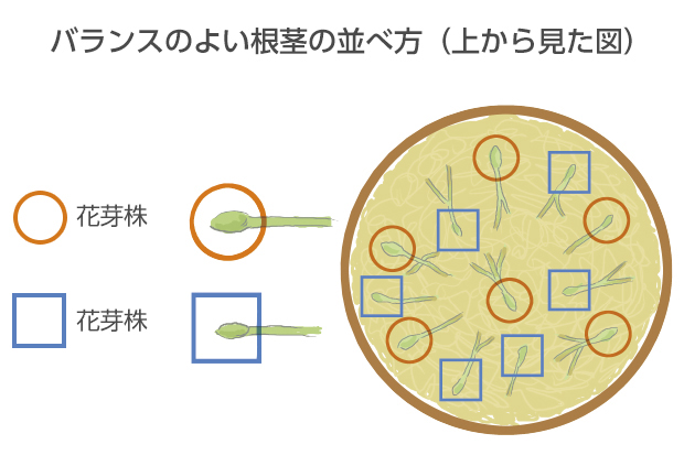 花芽株と葉芽株をバランスよく散らし、一カ所にかたまらないように置く
