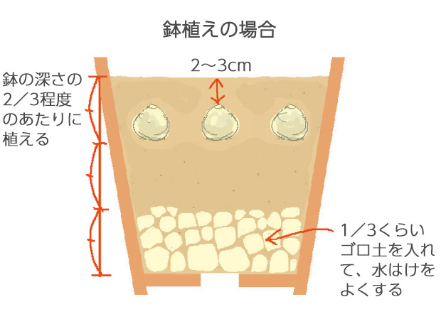 15～18cm鉢に4～6球植え