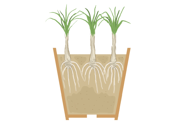 最初の2～3年は直径15～18cmの鉢に植え、その後、株が増えたら大きい鉢に植え替える。球根の下1/3から半分が埋まる深さに植える
