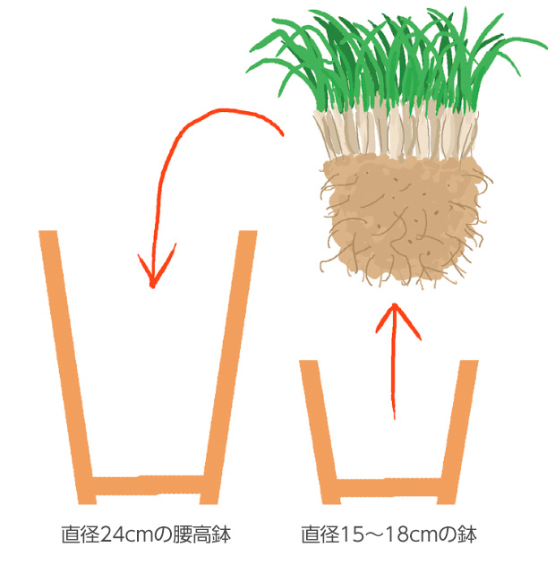 2～3年たち株が鉢いっぱいになったら、大きい鉢に植え替える