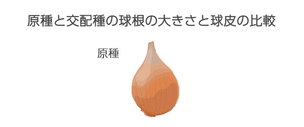 寒さが厳しい所では球皮の内側に防寒の毛が密に生えて寒さから球根を守る。球皮はかたく厚くて丈夫で、11月でも破れない