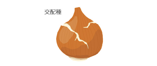 球皮は薄く、11月頃になるともろくなり、ポロポロとはげ落ちる。皮の内側にまったく防寒の毛がない