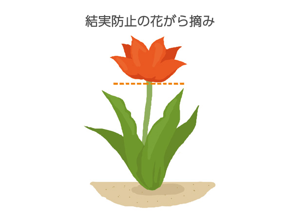 花が散る直前に、花の下の花首を折って花がら摘みをする
