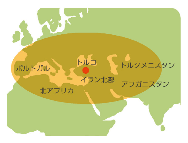 トルコを中心として東は中東と中央アジア地域、西はポルトガル、地中海沿岸と北アフリカに分布する