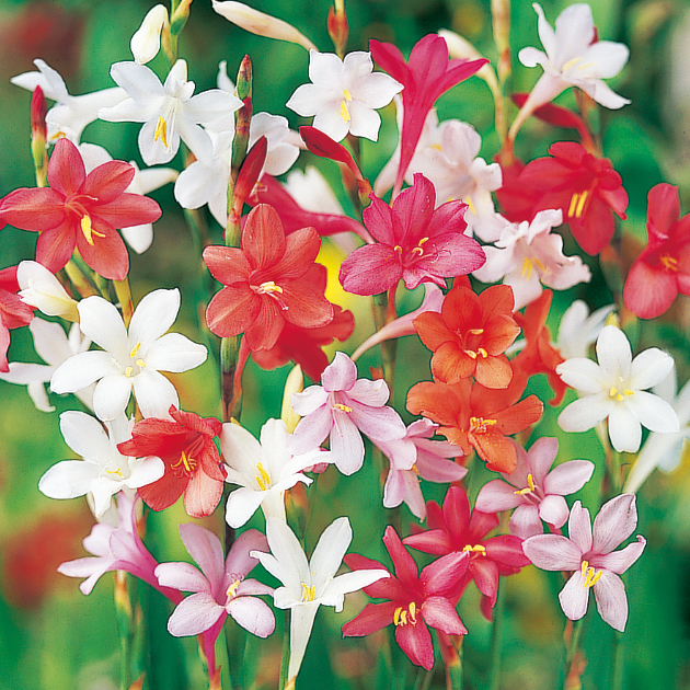 ワトソニアの育て方・栽培方法｜失敗しない栽培レッスン（草花