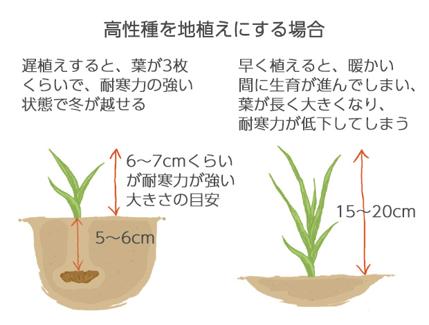 11月中旬頃、遅植えをすることで、発芽期やその後の生育がゆっくりとしたものとなり、耐寒力が強い状態で冬を越すことができる