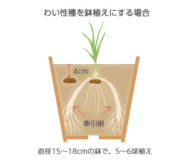 わい性種を鉢植えにする場合浅植えにして表土が乾くと、牽引根（太い根）の発達が悪くなる。株の安定をよくするために、球根の上に4cmくらい土がかかる深さに植える
