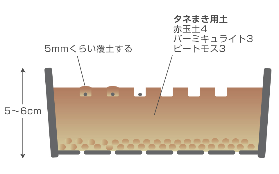 5～6cm間隔に浅くまき溝をつけ、すじまきにして5mmくらい覆土する
