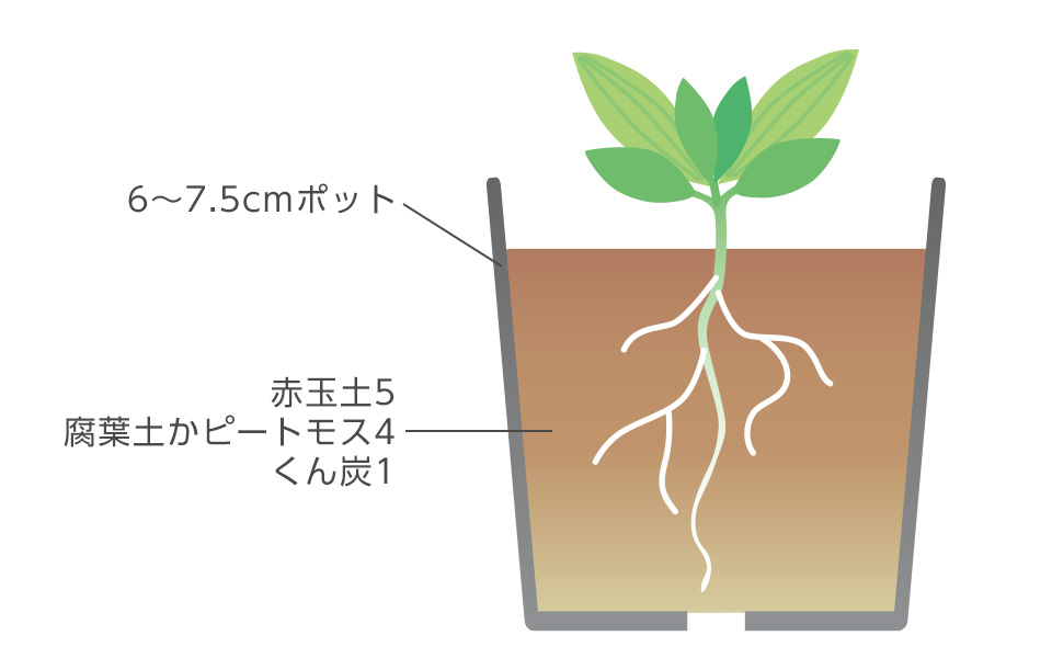 本葉が2～4枚でたらポットに1本ずつ植える