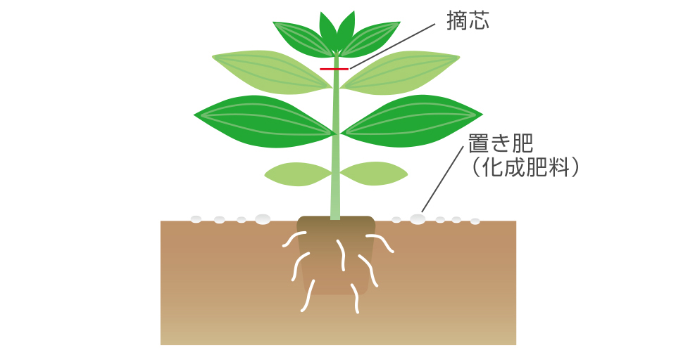 ポットに根が回ったら定植する。茎が伸びだしたら摘芯すると、枝が多くなり花数も増える。根づいたら株元に置き肥を与える