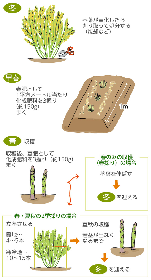 春採り、2季採り共通してすること・9月まで月1回、化成肥料を軽く1握り（約30g）追肥する・中耕、除草、水やりも忘れずに