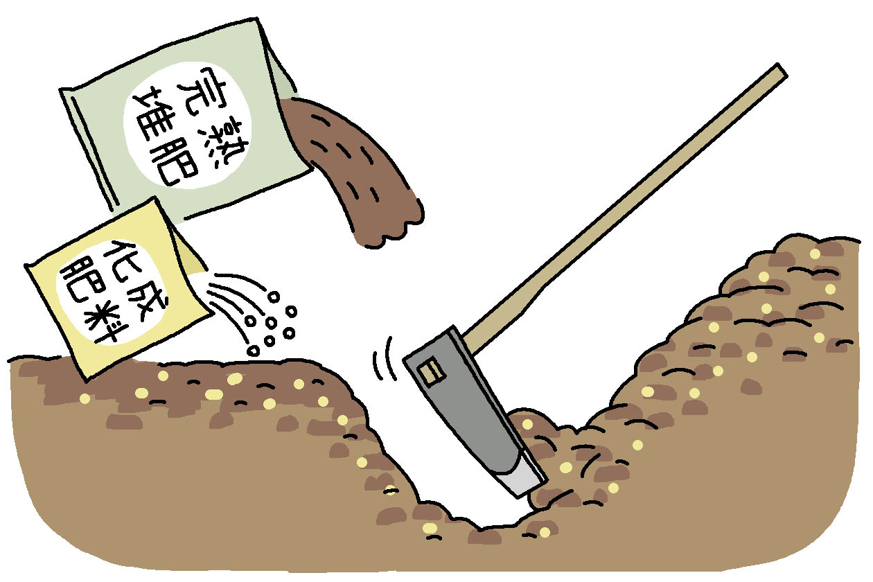 バジルの畑作りは、1週間前に完熟堆肥2kgと化成肥料（8-8-8）を100g施して、再度耕す