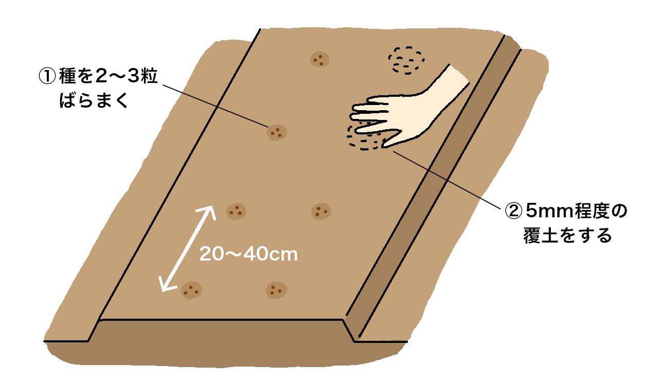 畑でバジルの種まきをする場合は、種が重ならないように2～3粒ずつ、株間20～40cmで点まきにして、覆土は薄く5mm程度にする