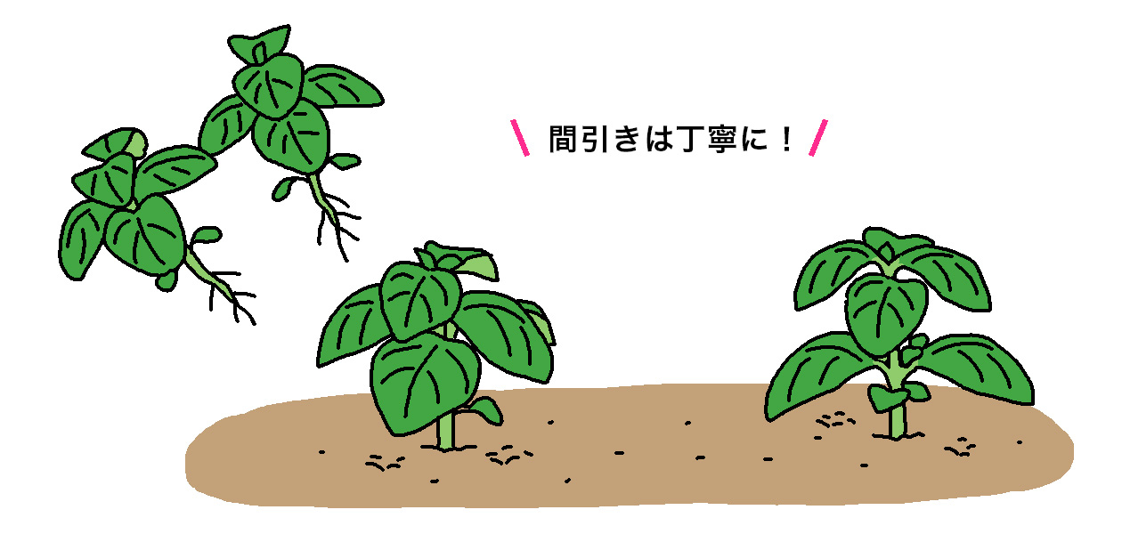 バジルはの間引きは、苗なら活着後、元気な株を残して1本立ちにする。直まきも同様で、本葉5～6枚で1本立ちにする。