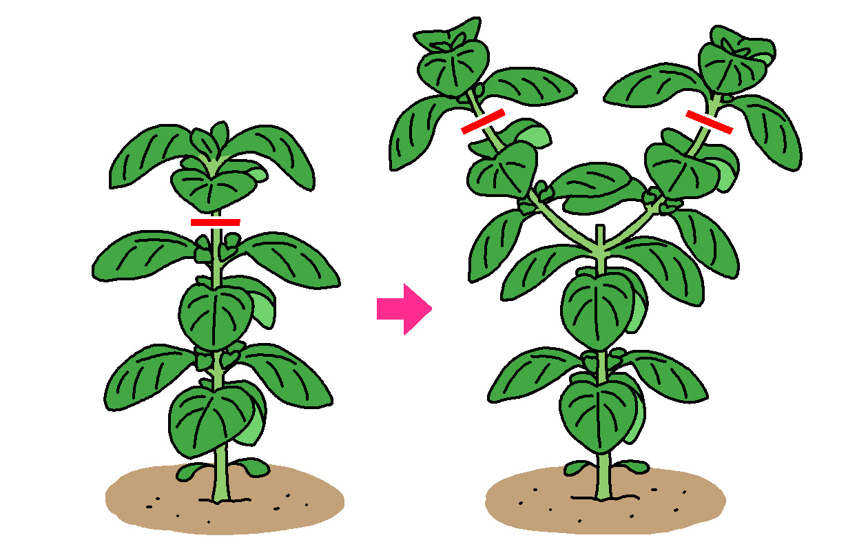 バジルの摘芯は、本葉が10～15枚もしくは草丈が20cmになったら、頂点から2節目くらい下の茎をハサミや手で切り取る。