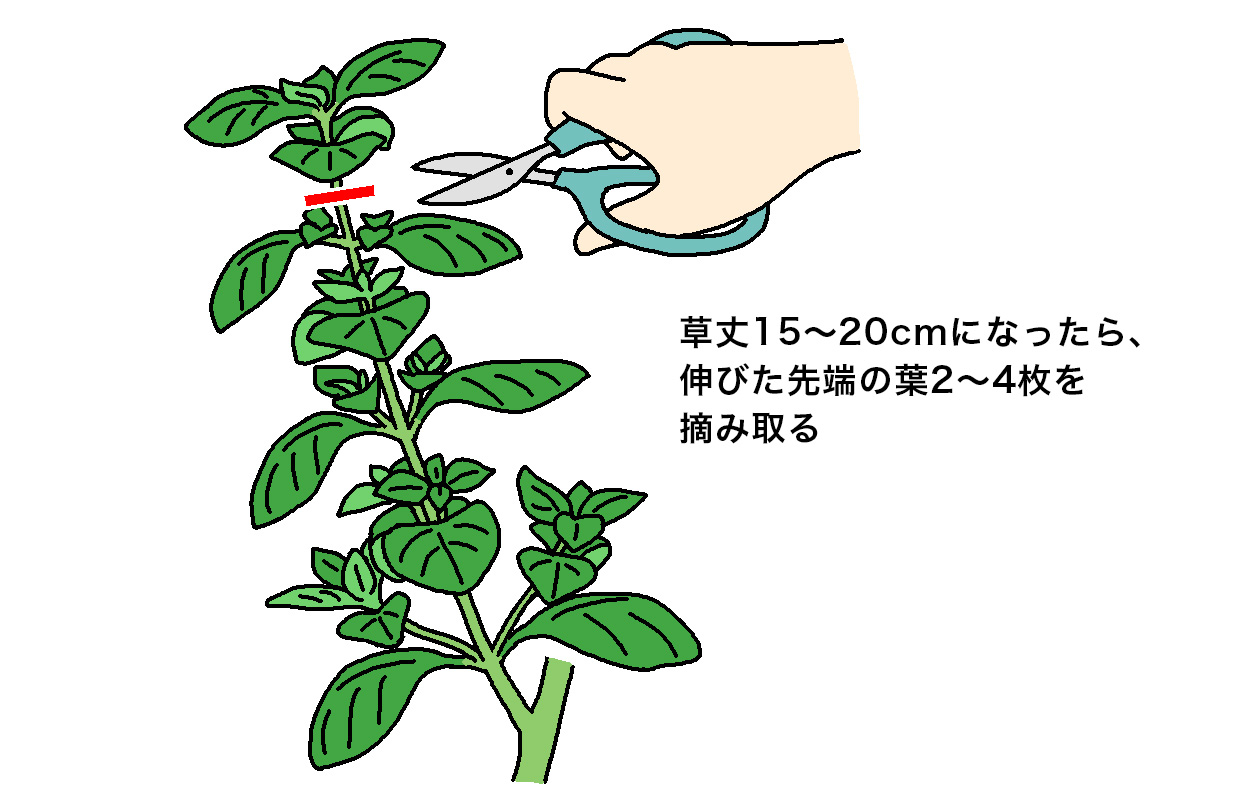 バジルの収穫は、草丈15～20cmになったら伸びた先端の葉2～4枚を摘み取る