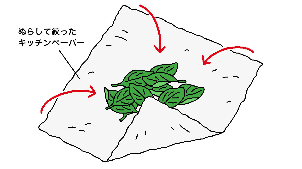 収穫したバジルの葉の保存方法は、水にぬらして固く絞ったキッチンペーパーで包む