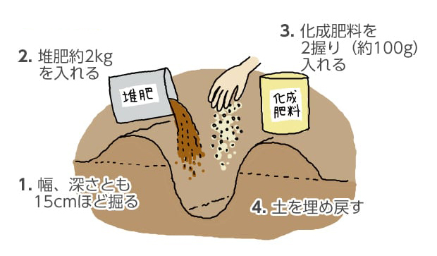 1.幅、深さとも15cmほど掘る。2.堆肥約2kgを入れる。3.化成肥料を2握り（約100g）入れる。4.土を埋め戻す。