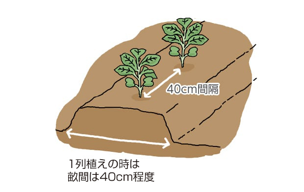定植のイラスト。1列植えの時は畝幅40cm程度。株間40cm間隔。